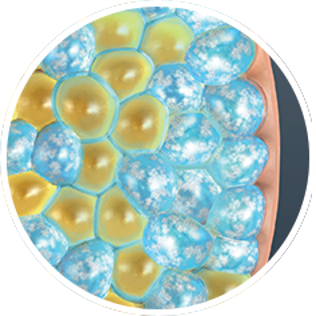 Cryolipolyse - Fat Freezing Breda